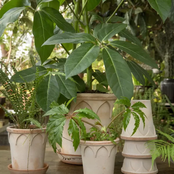 Pot et soucoupe ELIZABETH rose