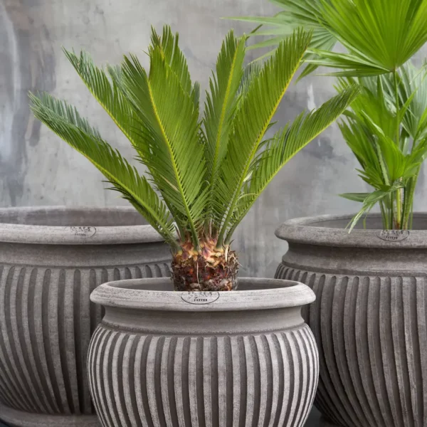 pot piccolina gris